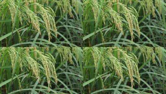 实拍生长中的水稻高清在线视频素材下载