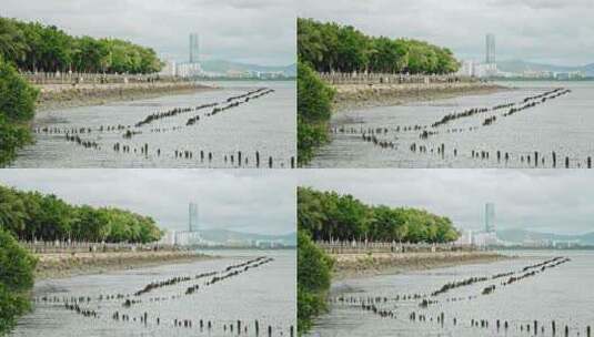 深圳湾滩涂高清在线视频素材下载