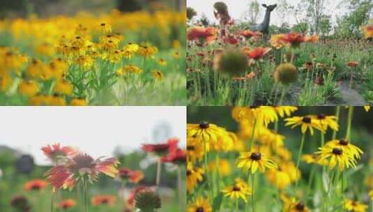 花 花海 公园花丛   合集高清在线视频素材下载