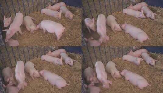养猪场的小猪仔高清在线视频素材下载