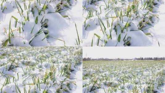 雪地小麦丰收瑞雪麦苗生长风景高清在线视频素材下载