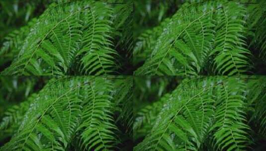 下雨中的绿叶植被高清在线视频素材下载