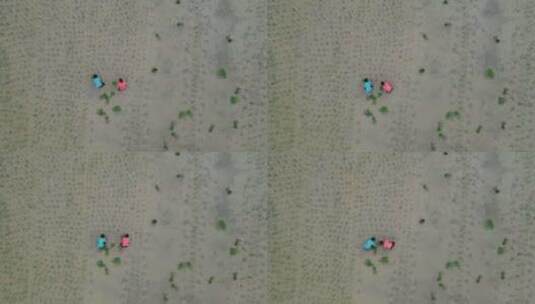 农民插秧 乡村生活种田高清在线视频素材下载