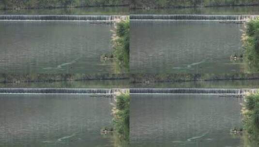 浙江温州泰顺县河流拦水坝高清在线视频素材下载