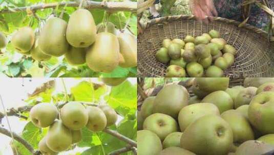 猕猴桃 果园种植 奇异果高清在线视频素材下载