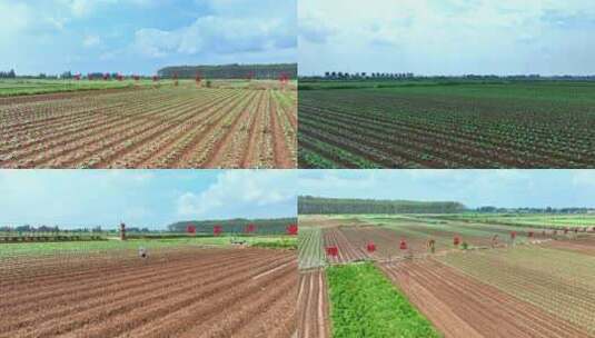 湖南岳阳大白菜种植基地高清在线视频素材下载