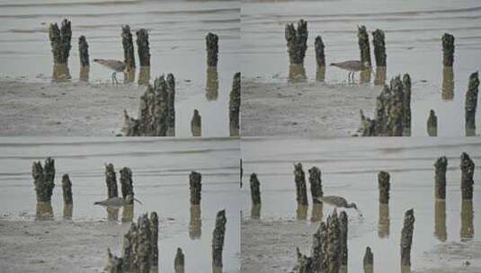 【正版素材】自然深圳湾中杓鹬高清在线视频素材下载