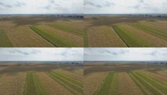 黑龙江北大荒广袤的玉米地粮食农业航拍高清在线视频素材下载