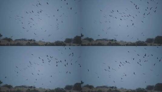 秃鹫 非洲秃鹫 野生秃鹫高清在线视频素材下载