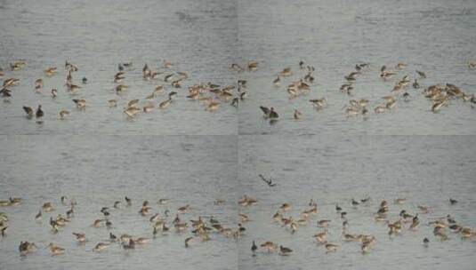 深圳湾红树林湿地鸟群高清在线视频素材下载