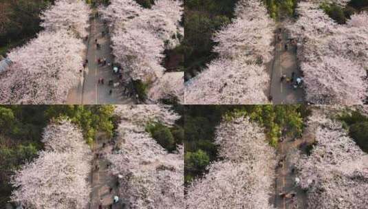 航拍春天樱花季武汉大学校园樱花树下的游客高清在线视频素材下载