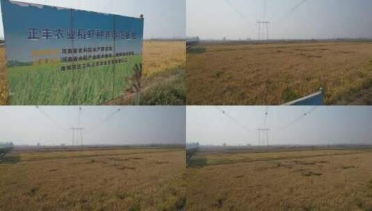 稻米水稻农田耕地种植基地正丰告示牌上升高清在线视频素材下载