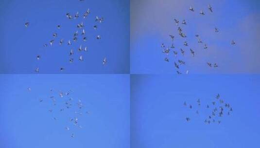 蓝天背景下飞翔的鸽子高清在线视频素材下载