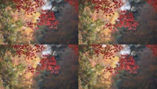 洛阳隋唐植物园的乌桕树红了高清在线视频素材下载