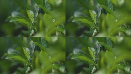 茶叶绿色生态高清在线视频素材下载