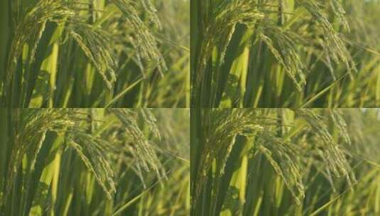 傍晚夕阳下的金色水稻穗唯美高清在线视频素材下载