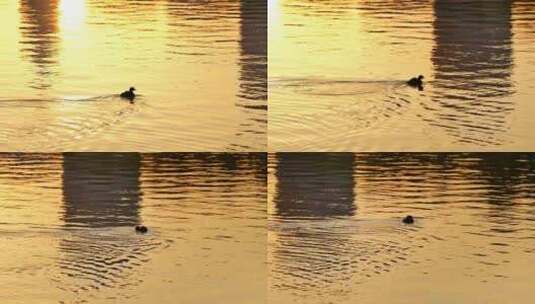 湖中孤独的小鸟高清在线视频素材下载