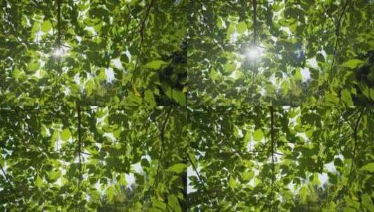 夏天森林树木树叶阳光星芒高清在线视频素材下载