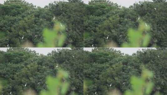 森林树上白鹭丝光椋鸟麻雀高清在线视频素材下载