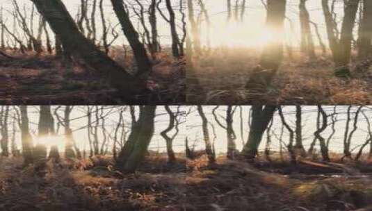 航拍阳光穿越过树林高清在线视频素材下载