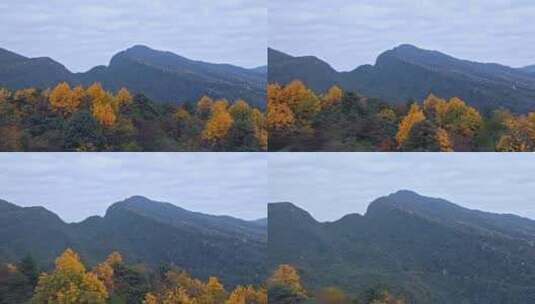 高清实拍眉山洪雅瓦屋山森林高清在线视频素材下载