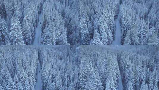 航拍大兴安岭茫茫大雪覆盖森林高清在线视频素材下载