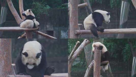 树桩上的大熊猫视频合集高清在线视频素材下载