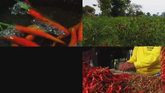 红辣椒 种植 收获 晾晒干高清在线视频素材下载