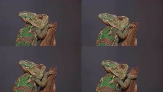 蜥蜴 爬行动物 变色龙 野生动物高清在线视频素材下载
