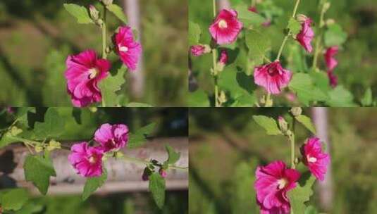 花卉鲜花蜀葵自然风景高清实拍高清在线视频素材下载