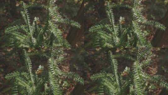 蕨类植物自然空镜运镜空景高清在线视频素材下载