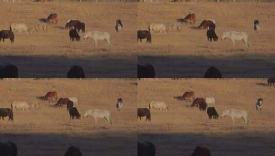 秋天冬天枯草草原马群吃草高清在线视频素材下载