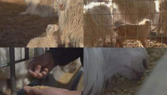 山羊养殖高清在线视频素材下载