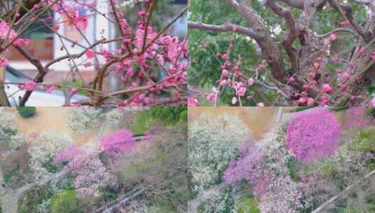 植物园公园梅花花朵开花春天风景视频素材高清在线视频素材下载