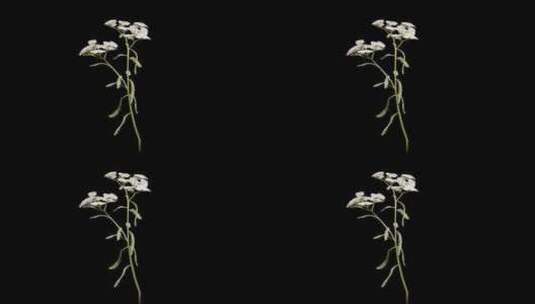 带白花的动画开花树高清在线视频素材下载