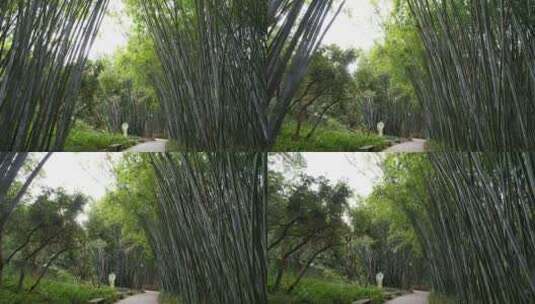竹子竹林地面镜头高清在线视频素材下载