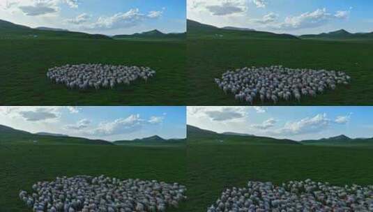 祁连山草原上的羊群高清在线视频素材下载