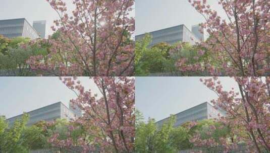 春天花朵和上海保利大剧院空镜运镜高清在线视频素材下载