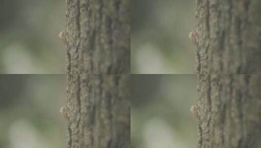 空镜-树主干-特写-虫子高清在线视频素材下载