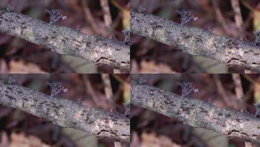 微距树枝上的蚂蚁高清在线视频素材下载