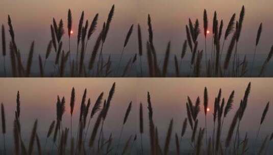 金色时刻_日落视频-傍晚微风吹动的芦苇草高清在线视频素材下载