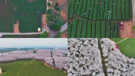 4K航拍贵州安顺平坝樱花与茶场最美景色高清在线视频素材下载