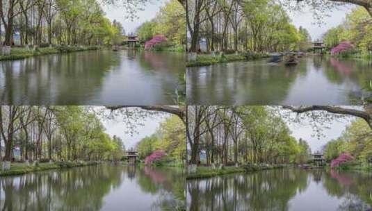 杭州西湖 茅家埠 春天 桃红柳绿 延时高清在线视频素材下载