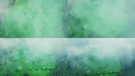 云雾缭绕茶园高清在线视频素材下载