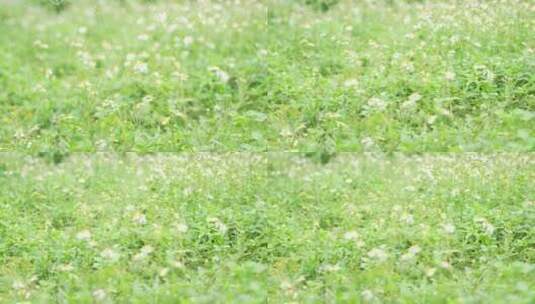 微风中的花丛草丛实拍高清在线视频素材下载