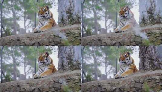 4K-老虎在丛林树荫下休息的静态镜头高清在线视频素材下载