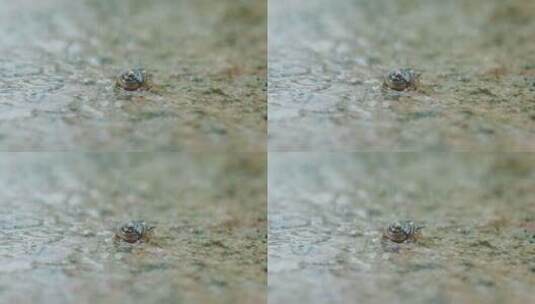 小蜗牛运动移动生命力C0065高清在线视频素材下载