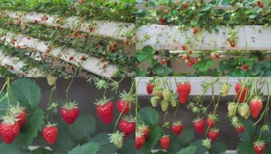 现代化温室大棚奶油草莓高清在线视频素材下载