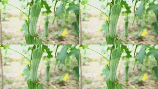 丝瓜特写 实拍素材 大棚蔬菜基地高清在线视频素材下载