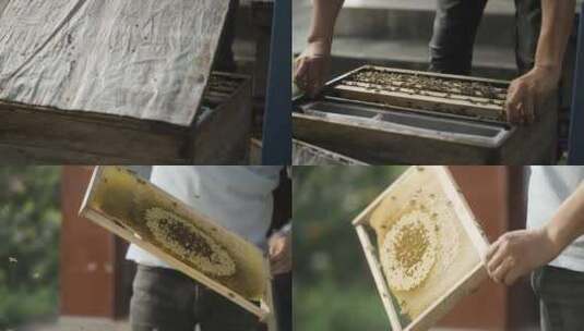 蜂农从蜂箱取出蜂巢框抖蜂高清在线视频素材下载